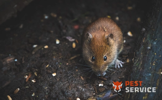 Дератизация в Серове